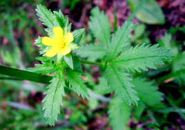 Image result for Potentilla recta