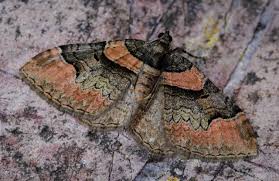 Attēlu rezultāti vaicājumam “Catarhoe rubidata”