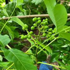 Attēlu rezultāti vaicājumam “Phellodendron amurense fruit”