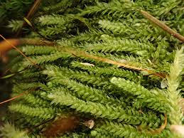 Attēlu rezultāti vaicājumam “Herzogiella seligeri sporophyte”