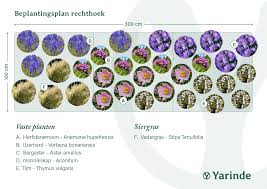 Image result for Anemonenarten
