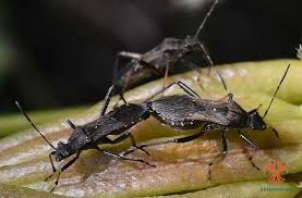 Attēlu rezultāti vaicājumam “Alydus calcaratus”