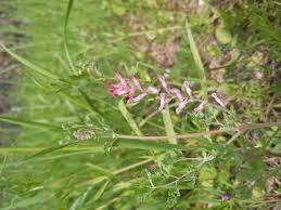 Attēlu rezultāti vaicājumam “Fumaria officinalis”