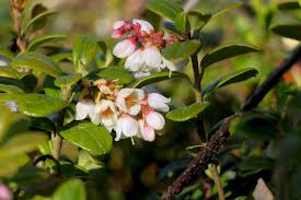 Attēlu rezultāti vaicājumam “Vaccinium vitis-idaea fruit”