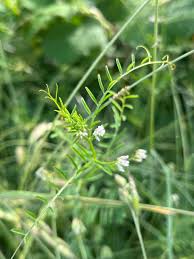 Attēlu rezultāti vaicājumam “Vicia hirsuta flower”