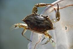 Image result for Callinectes sapidus