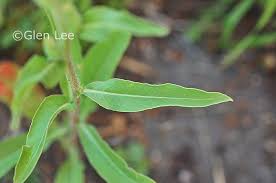 Attēlu rezultāti vaicājumam “Oenothera biennis leaf”
