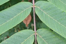 Attēlu rezultāti vaicājumam “Juglans cinerea leaf”