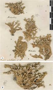 Attēlu rezultāti vaicājumam “Ramalina pollinaria”