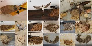 Attēlu rezultāti vaicājumam “Hirundo rustica nest”