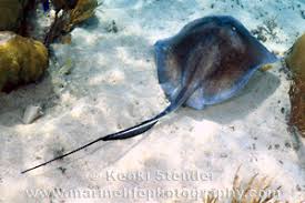 Image result for Hypanus americanus