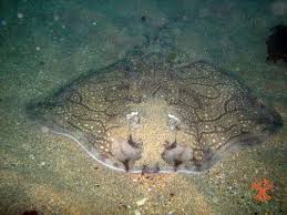 Image result for Raja undulata