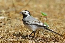 Image result for Motacilla alba