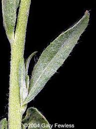 Attēlu rezultāti vaicājumam “Berteroa incana leaf”