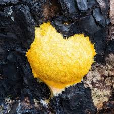 Attēlu rezultāti vaicājumam “Physarum decipiens”