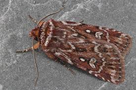 Attēlu rezultāti vaicājumam “Lycophotia porphyrea”