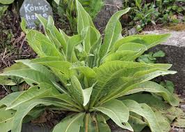 Image result for Königskerzen