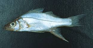 Image result for Centropomus parallelus