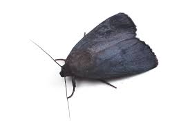 Attēlu rezultāti vaicājumam “Amphipyra livida”