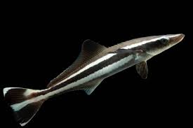 Image result for Rachycentron canadum