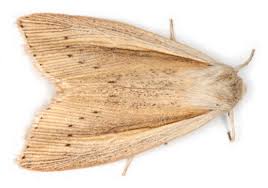 Attēlu rezultāti vaicājumam “Mythimna flammea”