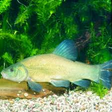 Image result for Tinca tinca