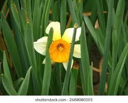 Attēlu rezultāti vaicājumam “Narcissus leaf”