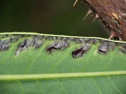 Attēlu rezultāti vaicājumam “Melampsoridium sp.”