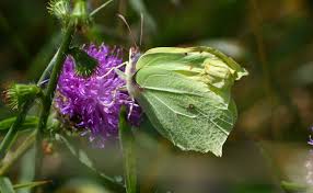 Attēlu rezultāti vaicājumam “Gonepteryx rhamni female”