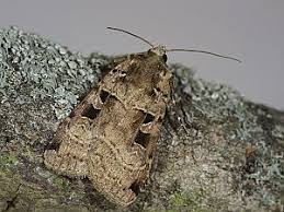 Attēlu rezultāti vaicājumam “Xestia triangulum”