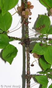 Attēlu rezultāti vaicājumam “Euonymus verrucosus leaf”