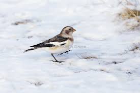 Attēlu rezultāti vaicājumam “Plectrophenax nivalis adult”
