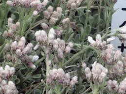 Attēlu rezultāti vaicājumam “Gnaphalium sylvaticum flower”