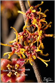 Attēlu rezultāti vaicājumam “Hamamelis vernalis flower”