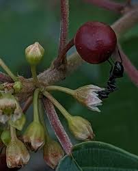 Attēlu rezultāti vaicājumam “Frangula alnus bud”