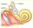birth canal - definition of birth canal in the Medical dictionary ...