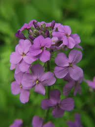 Image result for Hesperis matronalis
