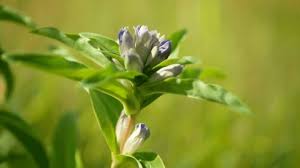 Attēlu rezultāti vaicājumam “Gentiana cruciata bud”