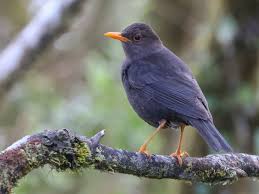 Image result for Turdus obscurus