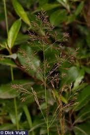 Attēlu rezultāti vaicājumam “Deschampsia flexuosa bud”