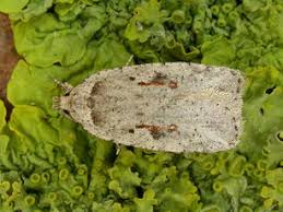 Attēlu rezultāti vaicājumam “Depressariidae”