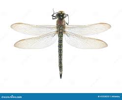 Attēlu rezultāti vaicājumam “Brachytron pratense”