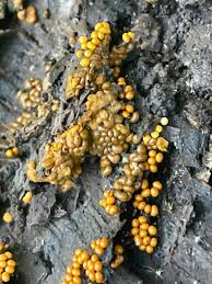 Attēlu rezultāti vaicājumam “Trichia crateriformis stalked”