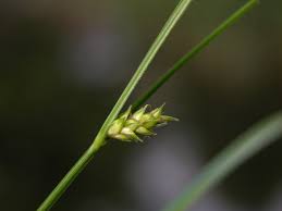 Attēlu rezultāti vaicājumam “Carex remota”