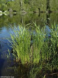 Attēlu rezultāti vaicājumam “Juncus filiformis”