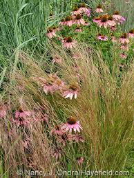 Attēlu rezultāti vaicājumam “Calamagrostis purpurea flower”