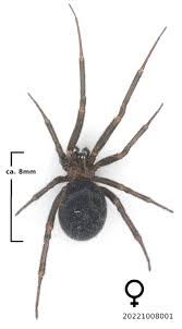 Attēlu rezultāti vaicājumam “Steatoda grossa”