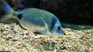 Image result for Umbrina cirrosa