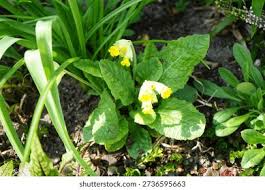 Image result for Primula veris