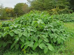 Attēlu rezultāti vaicājumam “Reynoutria sachalinensis”